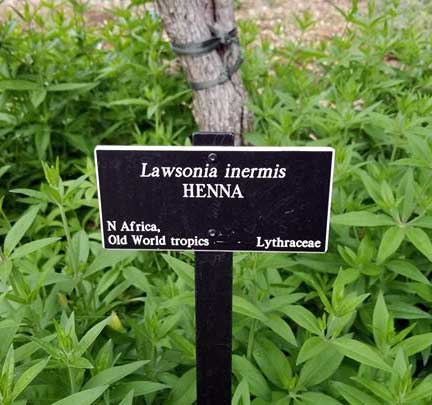 HennaLeavesBlog04152019A_s.jpg