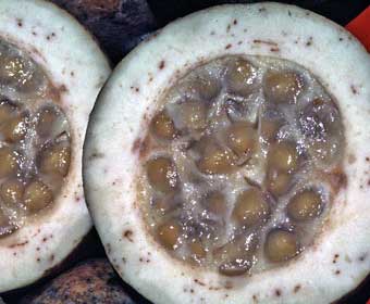 JaguaFruitCut.jpg