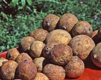 JaguaFruitWhole.jpg
