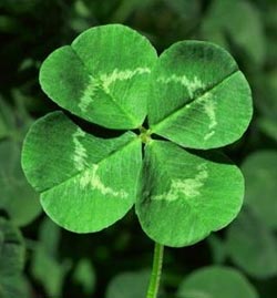 StPatricksDayBlog2017_s.jpg