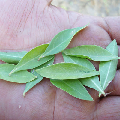 henna-leaves-big.jpg